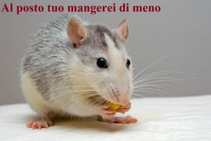 ratto